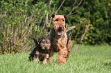 WELSH TERRIER 012